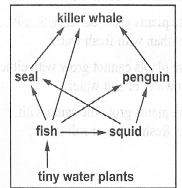 Ocean food web: tiny water plants, fish, squid, seal, penguin, killer whale