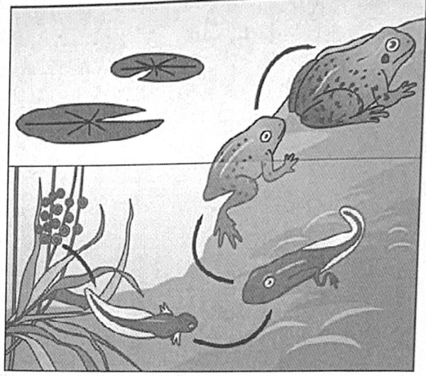 Frog life cycle: eggs and tadpoles in the pond, young frog climbing out, adult frog on land