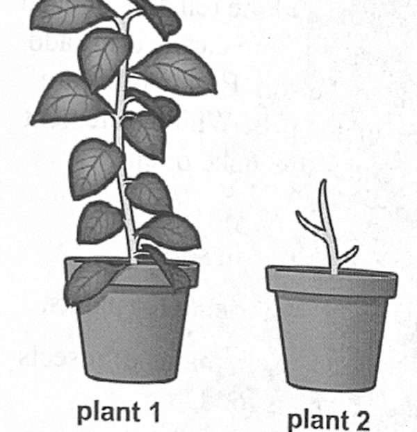 Plant 1 is tall with many leaves; plant 2 is a bare, dried-up stem