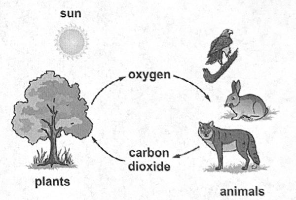 Sun shining on a tree; the tree gives off oxygen to animals and animals give off carbon dioxide to the tree
